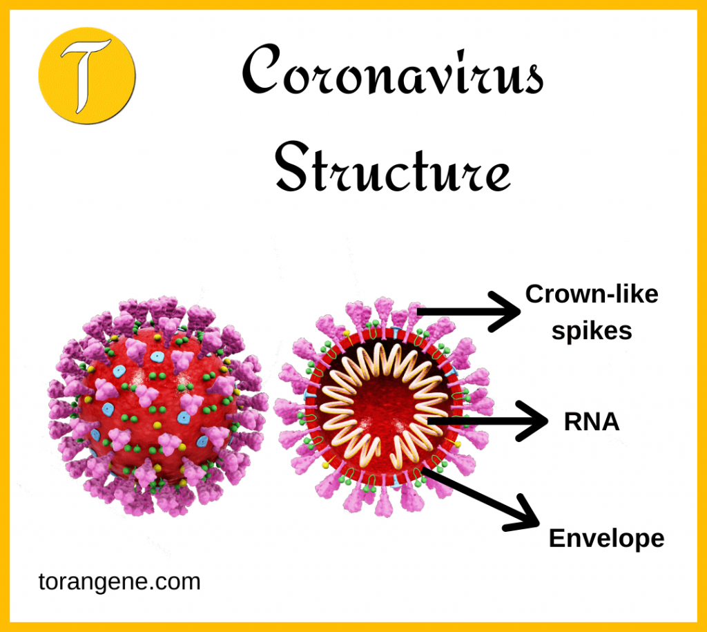 novel coronavirus 2019
